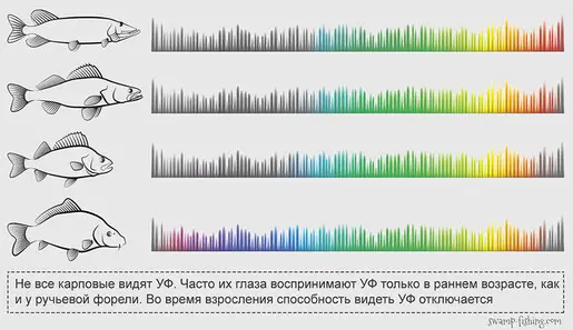 Примерные границы цветности зрения у наших рыб. Под карпом...