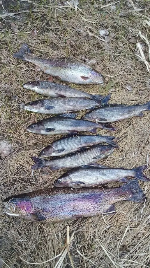 Летняя рыбалка