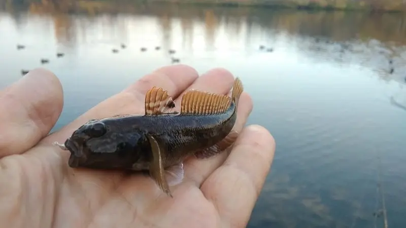 Кругляк в тёмном убранстве.