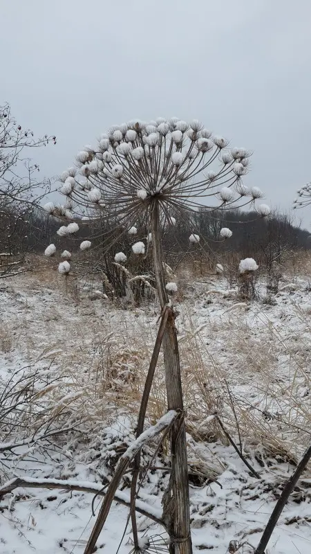 Зимний одуванчик)