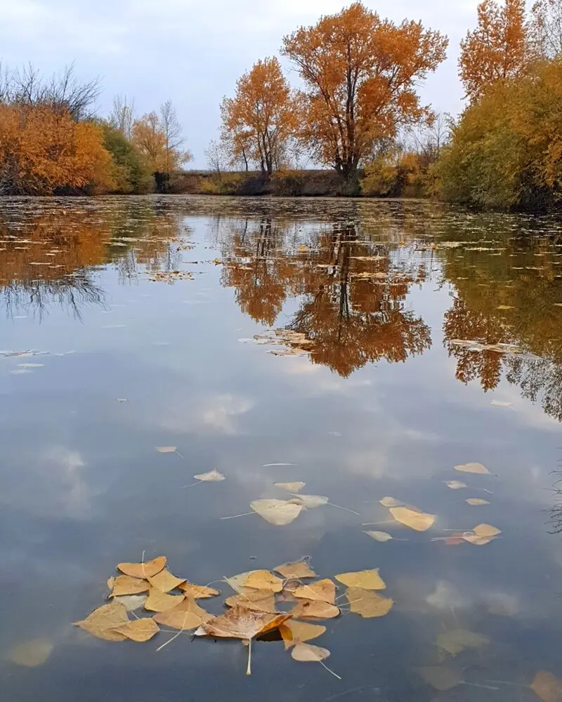 На ковре из желтых листьев Джиговать — г@вно... :)