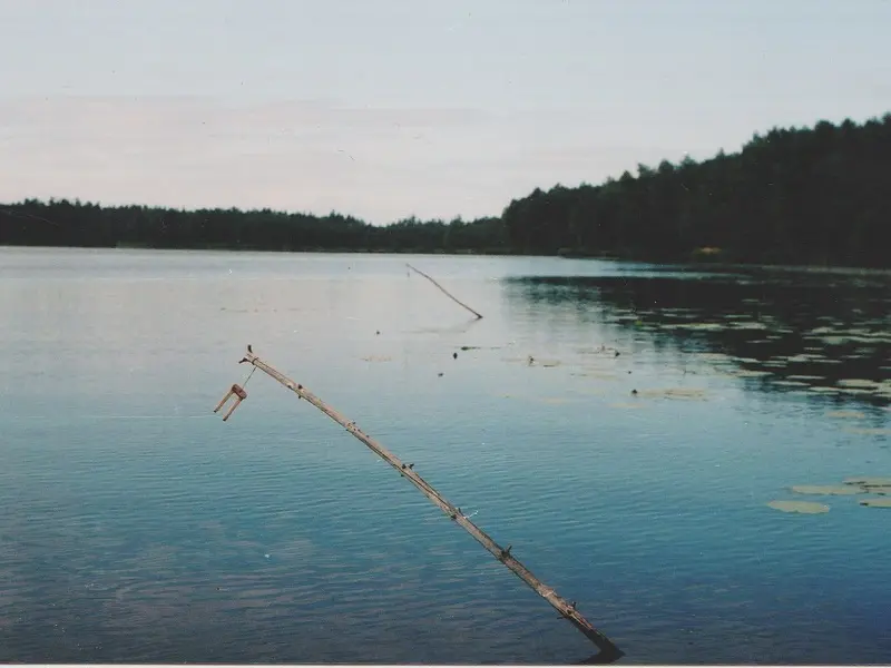 Жерлицы-рогульки на озере. Хватка хищника