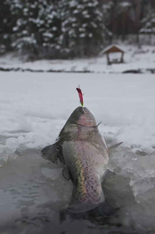 Jackson Dart Magic Trout