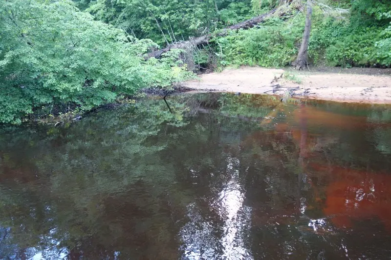 В яме между подводным бревном и надводным кустом обязана быть щука, как по учебнику...