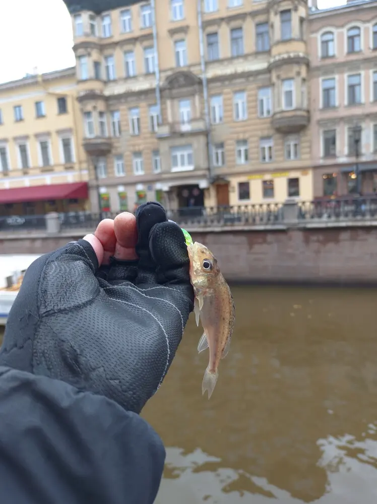 У меня и в этом сезоне. 😊 Продолжаем топтать набережную канала Грибоедова. Собирался сегодня...