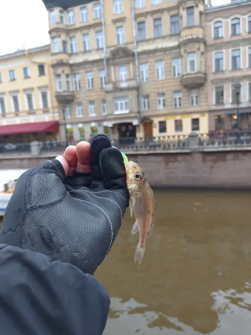 Такой рыбки еще не было.