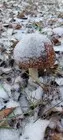 Ну, грибы-подснежники... (фото #5736)