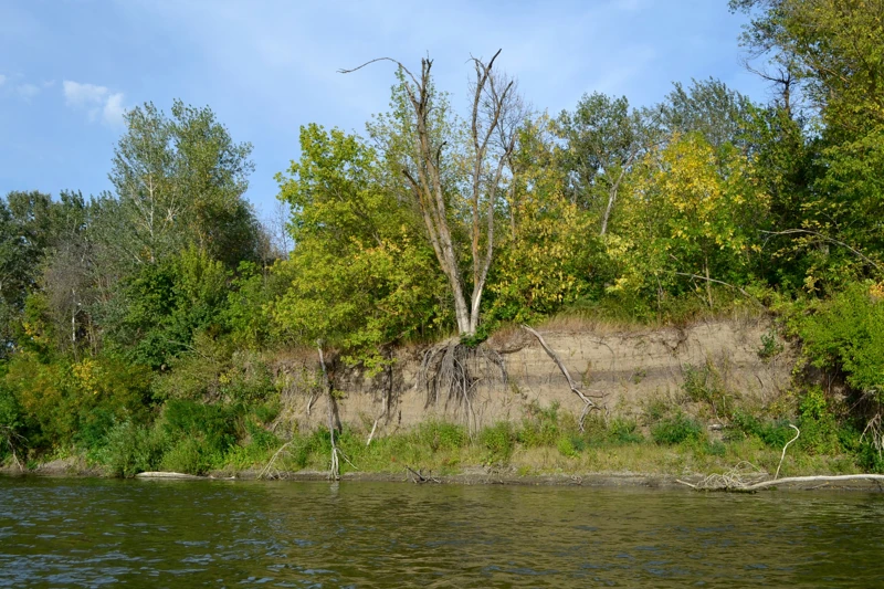 Корни обнажились и дерево засохло. Скоро оно упадёт в воду и у хищника будет новое место для засады.