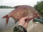 Рыбалка в Юркино на Ветлуге