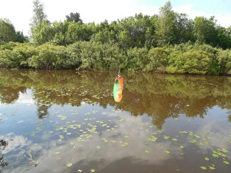 Глубина по колено, водоросли под самую поверхность — для Мюллера — самое оно