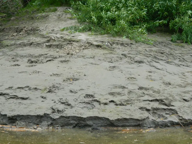 Косолапые приходили водички попить.