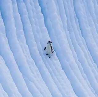 Путь пингвина
