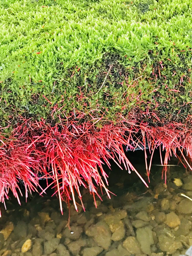 «пробабье лето»