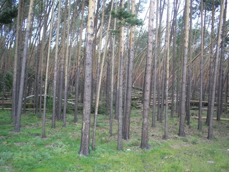 2007 г. Прошедший ураганный ветер повалял деревьев в районе Томска меряно не меряно, вот такая...