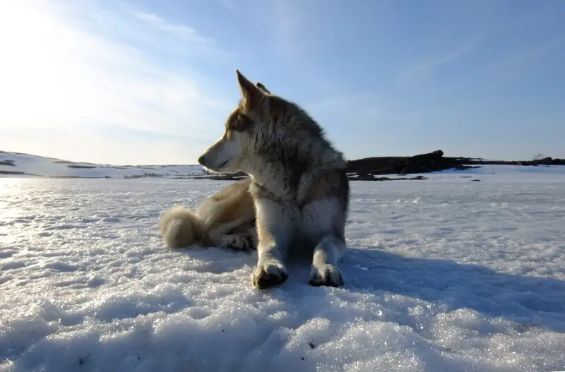 4 фото — Собака на зимней рыбалке — это всегда верный и надежный друг.