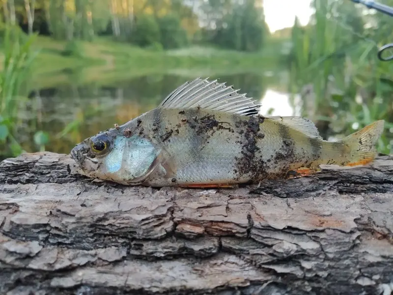 Секта После вело прогулки)