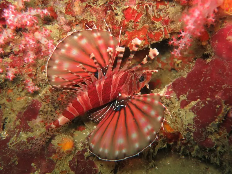 Подводный Мир Океанов Фото Подводный Мир Океанов Фото
