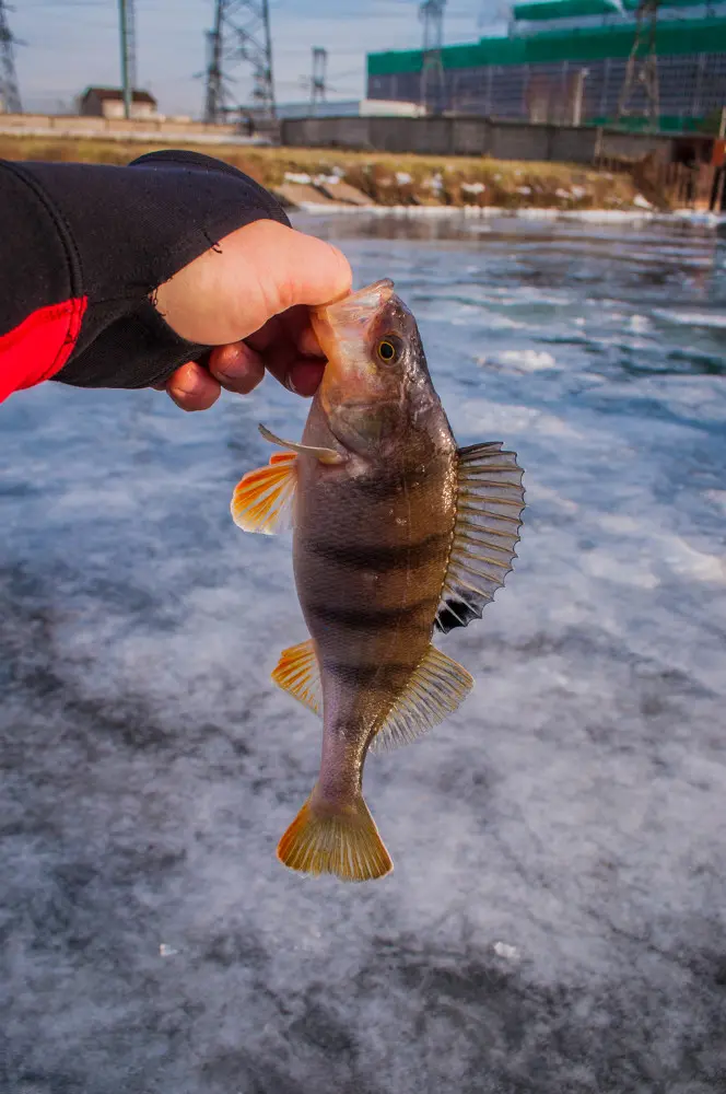Вторая в этом сезоне зимняя рыбалка со спортивной блесной получилась очень удачной! Сначала с...