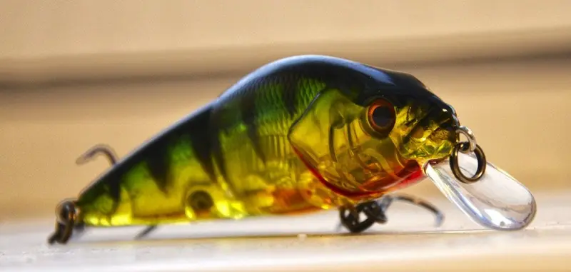 Asakura perch