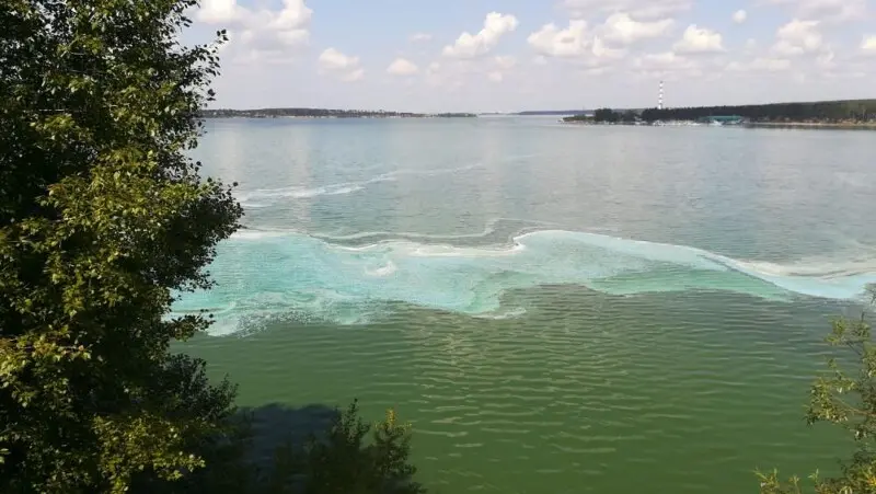 Так выглядит вода в заливе во время цветения.