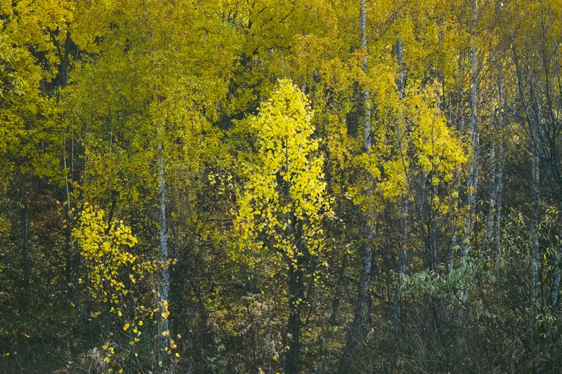 Краски осени