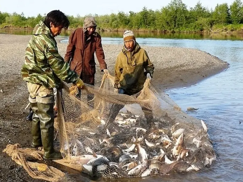 Местные ловят сетями