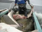 В Якутии рулит одна... (фото #2489)