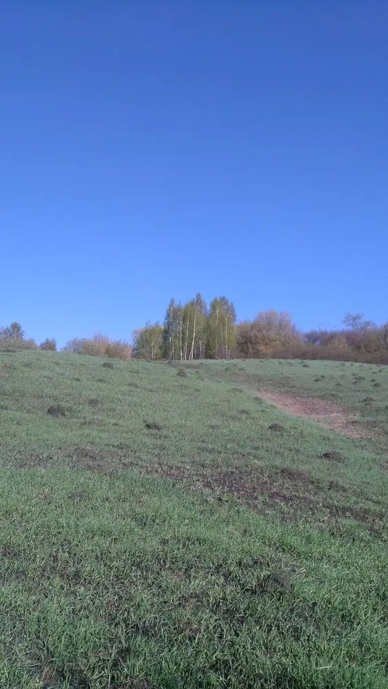 Зеленеют