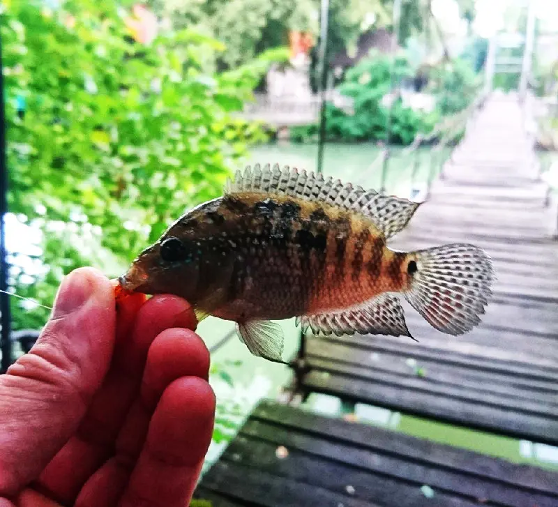 Вот такие интересные рыбки обитают в водах Краснодара