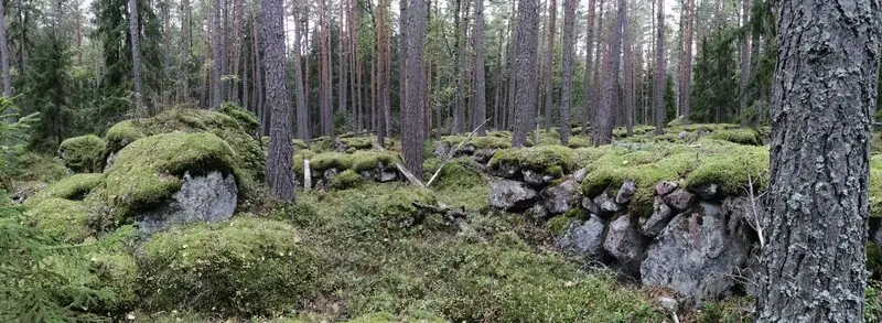 Почему-то пейзаж стойко ассоциируется с фильмом «Таинственный лес»