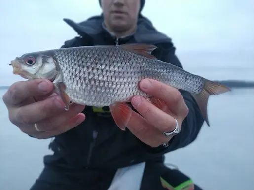 Завершающие рыбалки зимнего сезона