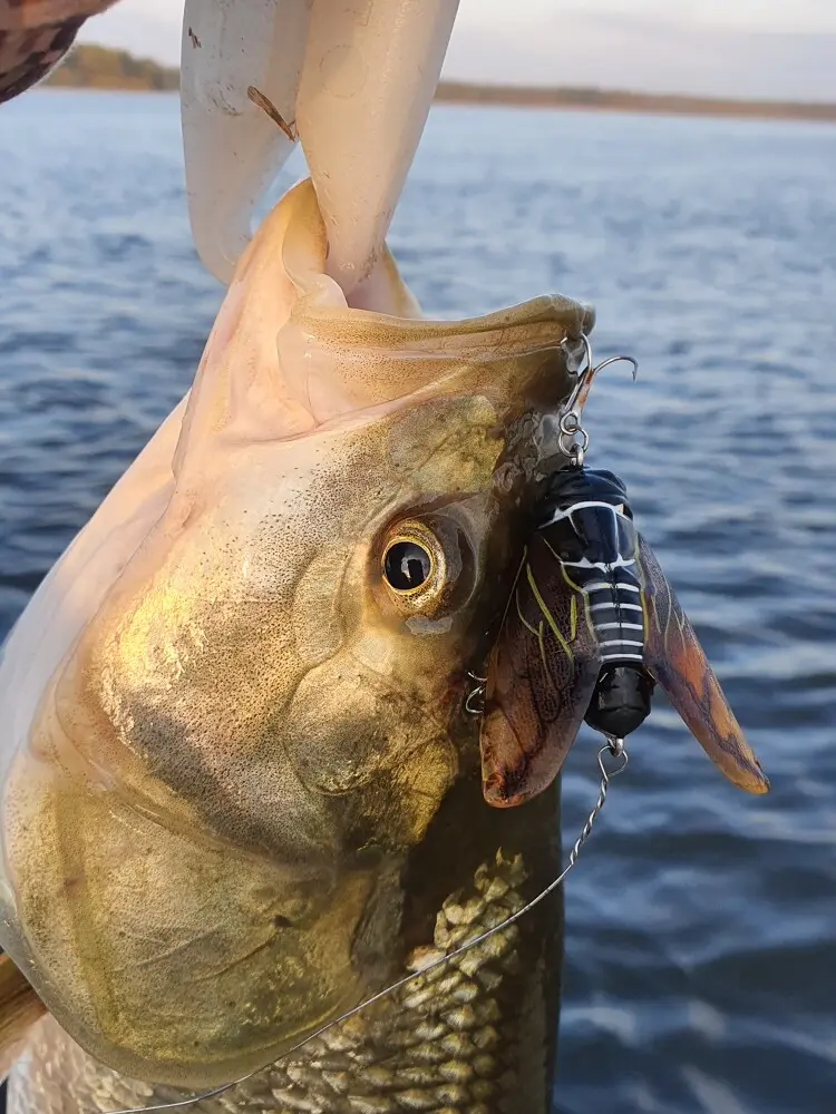 Daiwa Drown Cicada