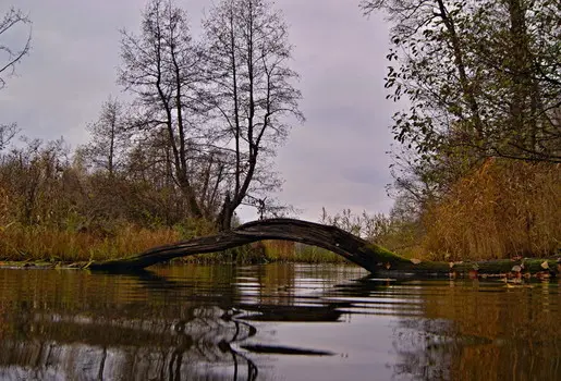 Дуб дубом. В довесок к статье