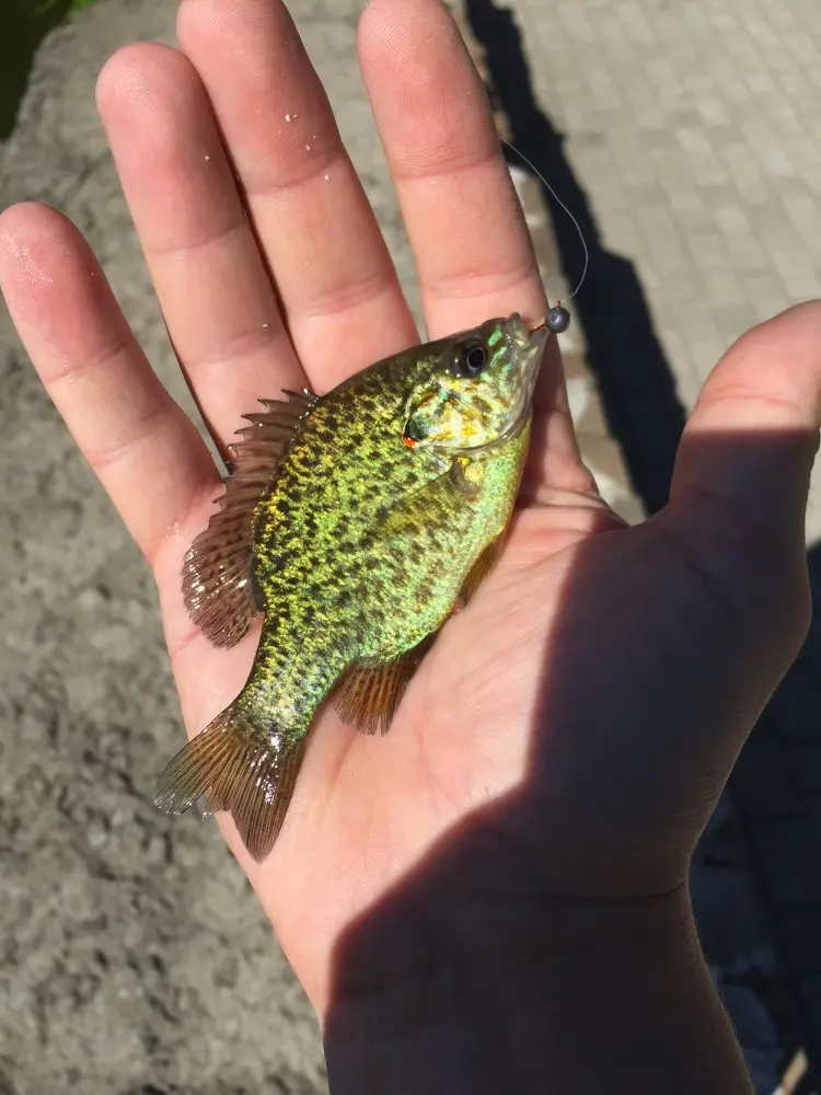 Разловился на новом водоёме