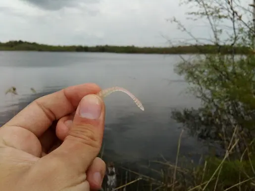 Хитрый червь kosadaka Sly worm. Обзор.