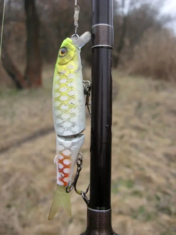 Albino chartreuse piraruku