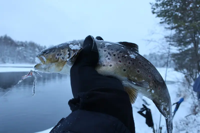 Распечатал новый 2019, и сразу удачно.