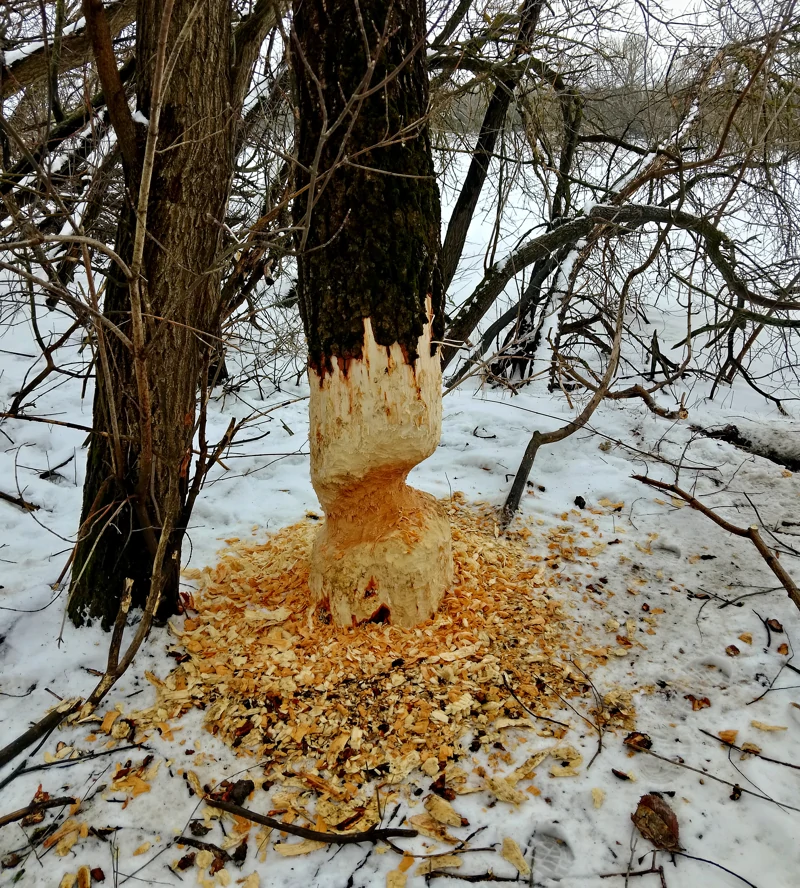 Бобёр только что подточил дерево. Возможно, мы его и спугнули.