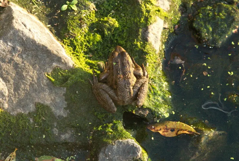 Местные лягушки умеют питаться мальком и зимой в в теплой воде спячку не впадают.