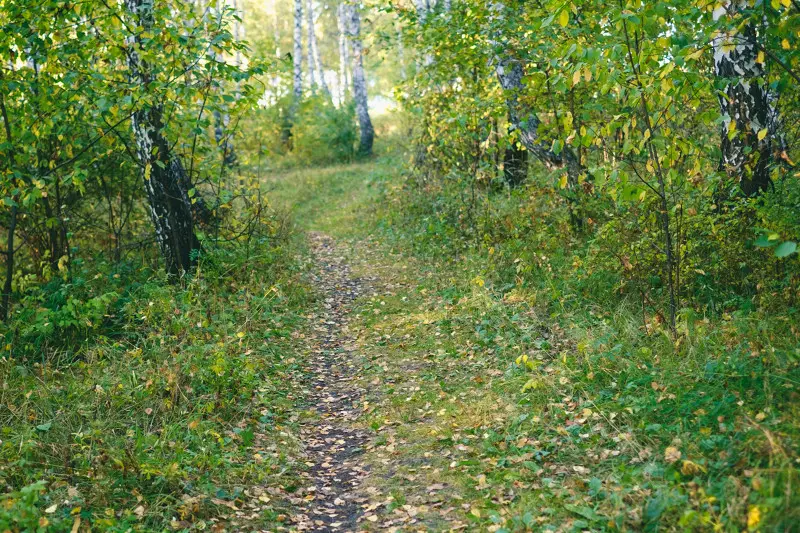 Тропинка через рощу, шелест листьев...