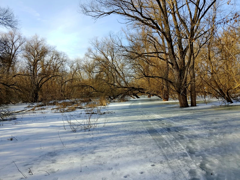 По деревьям на фото можно представить: насколько прибыла вода в лесу. Это наша дорога от машины...