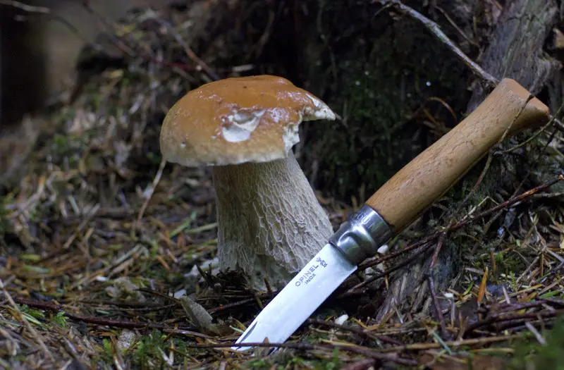 White mushroom & Opinel