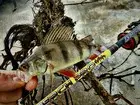Фото о рыбалке №57821