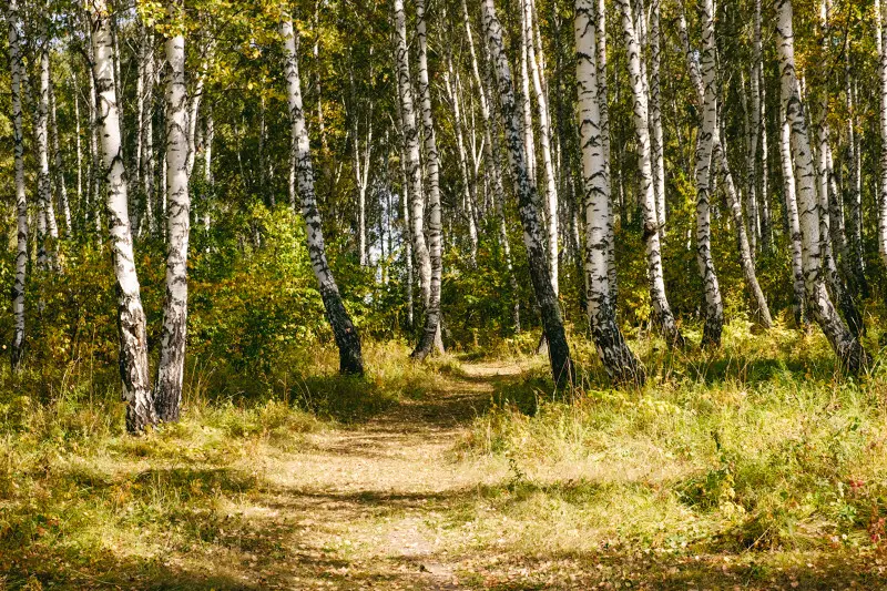 И снова по тропинке, шурша листьями