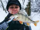 Lucky Craft Bevy Shad 60 SP