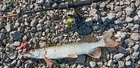 Дежурная по пригородному берегу