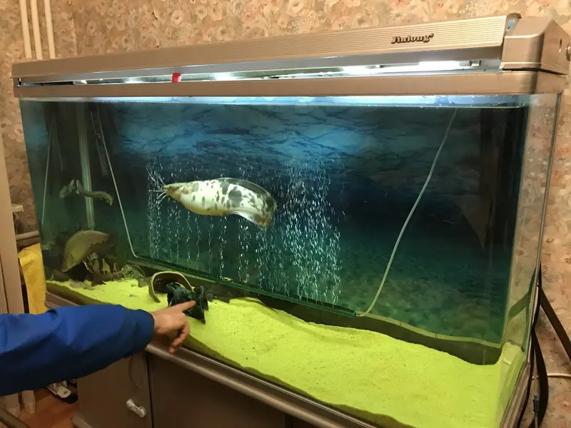 Пятисотлитррвый аквариум сразу подкупил своим видом: он бесшовный — переднее стекло загнуто по...