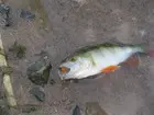 Рыба на обмен