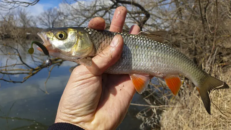 Краснопёрый и Attac Ringer Minnow