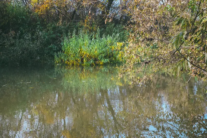 Здесь растут отсосиновики...